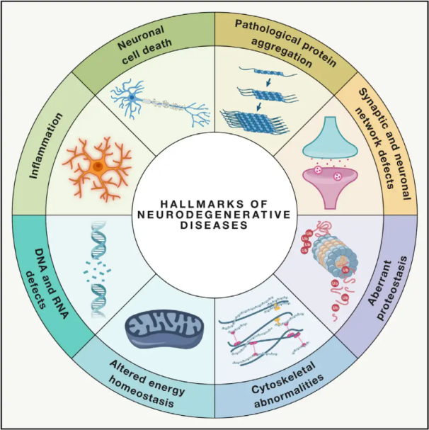 hallmarks of neurodegenerative diseases