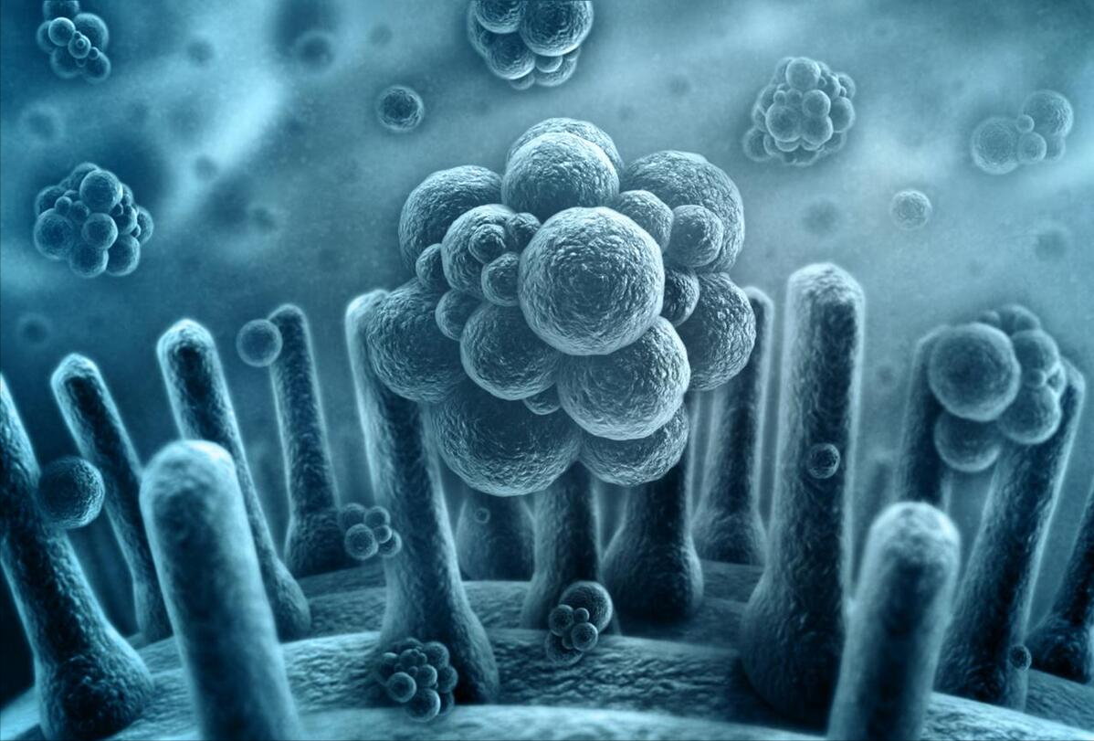 an adjunctive treatment for invasive fungal infections